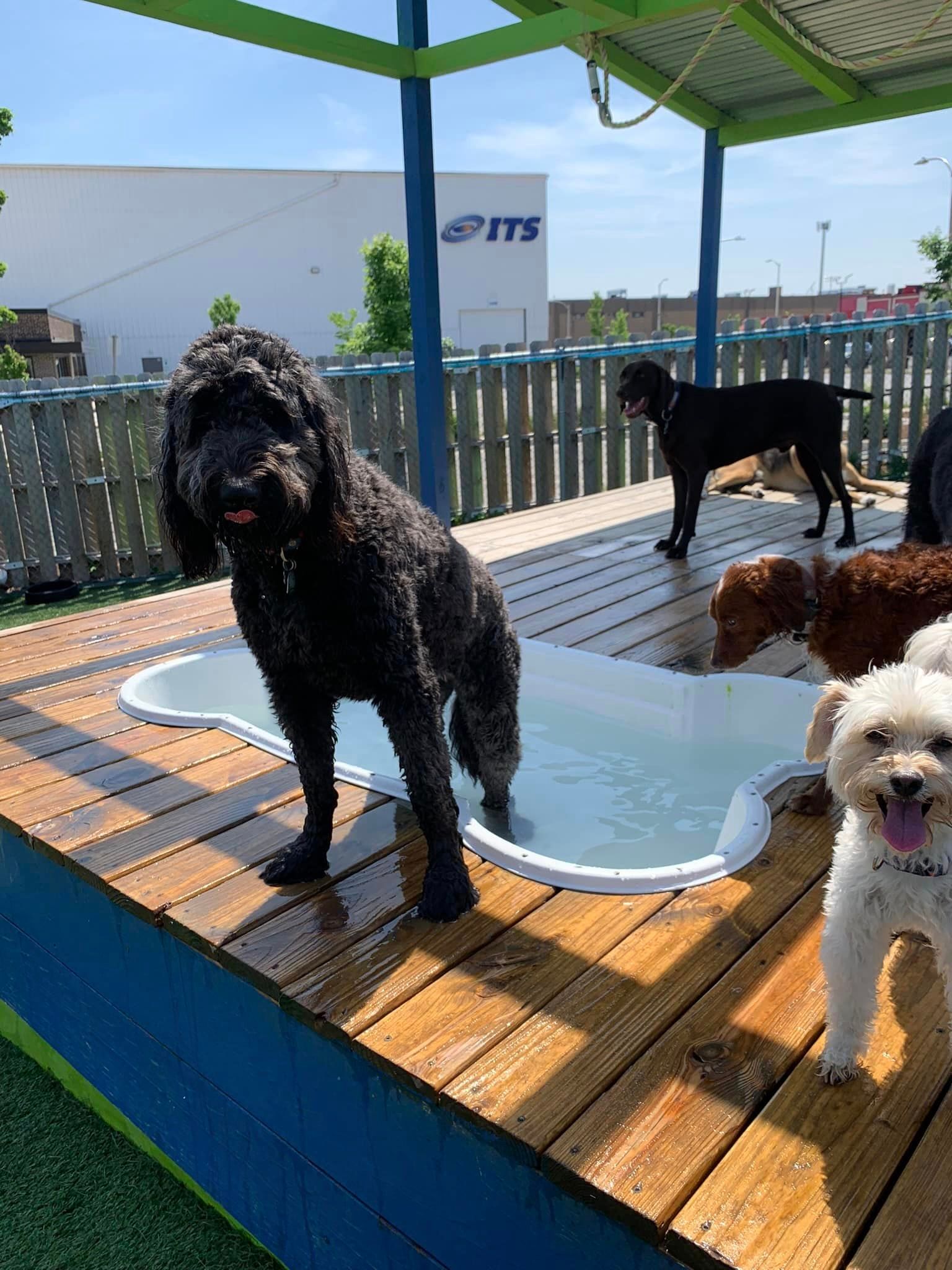 Dog Boarding Milwaukee, WI Happy Paws Grooming & Daycare