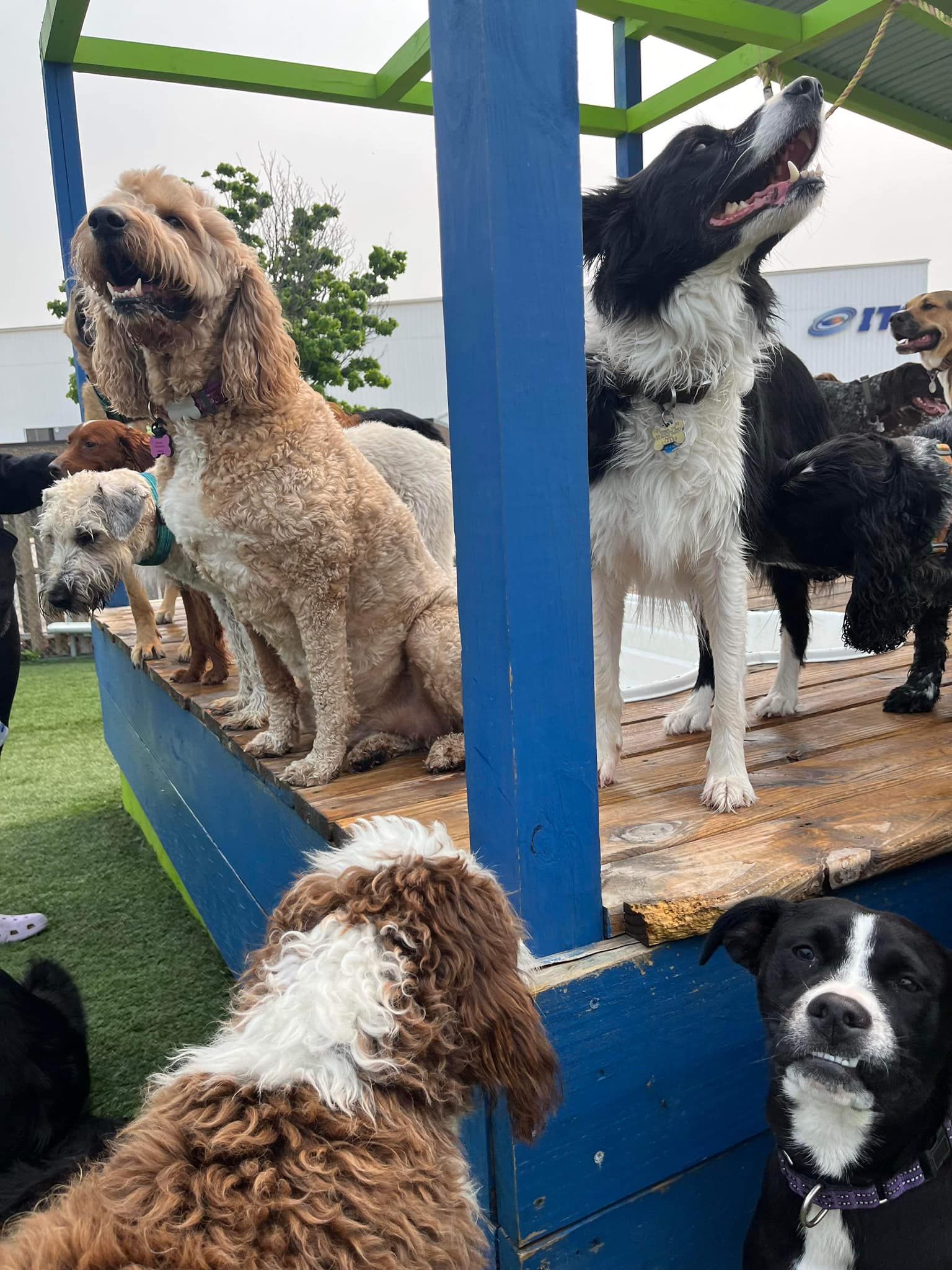 Dog Boarding Milwaukee, WI Happy Paws Grooming & Daycare