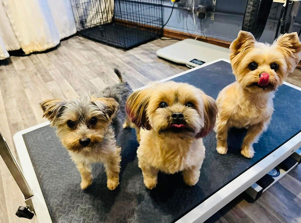 Milwaukee Gallery Happy Paws Grooming & Daycare