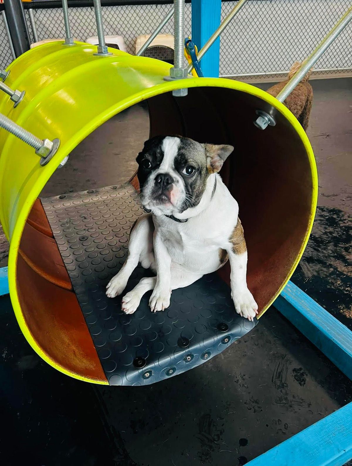 Tosa Gallery Happy Paws Grooming & Daycare