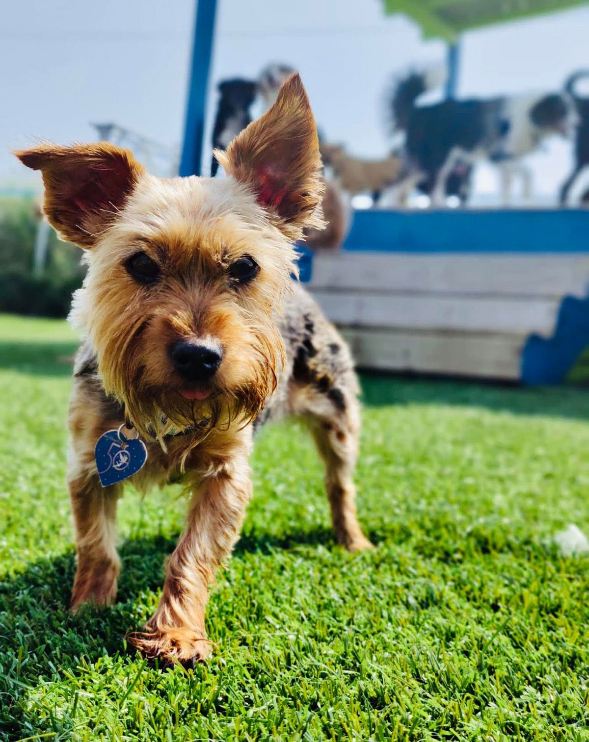 Tosa Gallery Happy Paws Grooming & Daycare