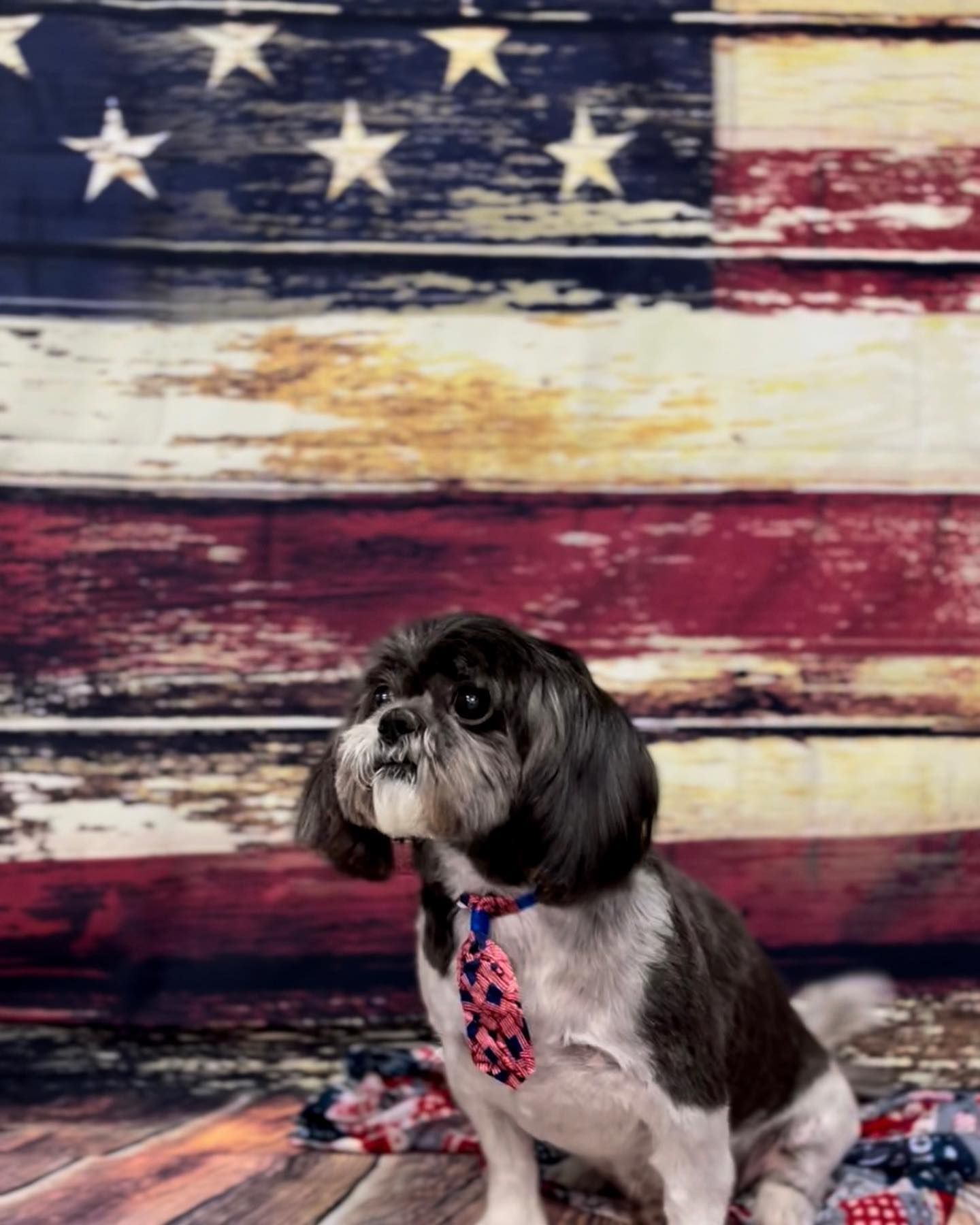 Grooming Gallery Happy Paws Grooming Salon