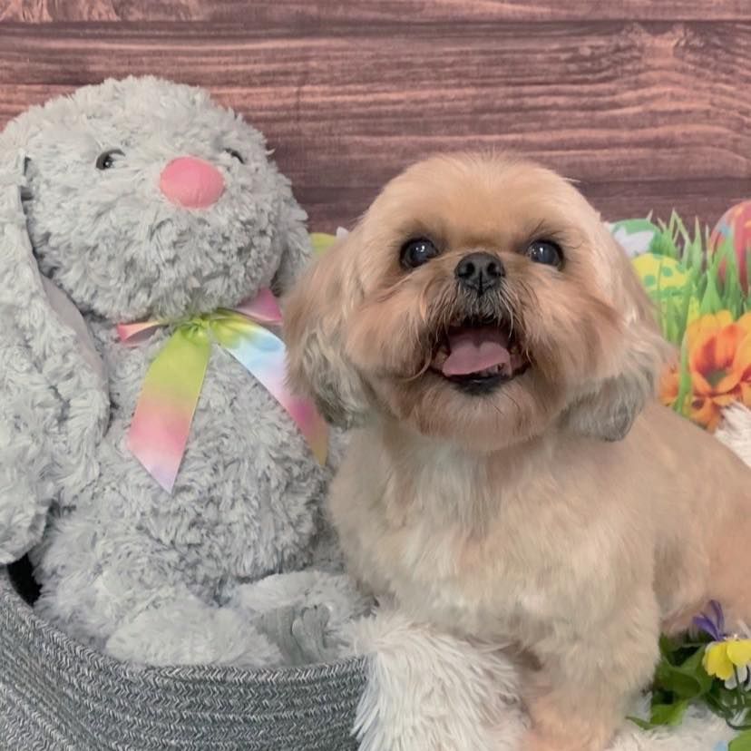 Pet Groomer Happy Paws Grooming Salon Morrison, CO