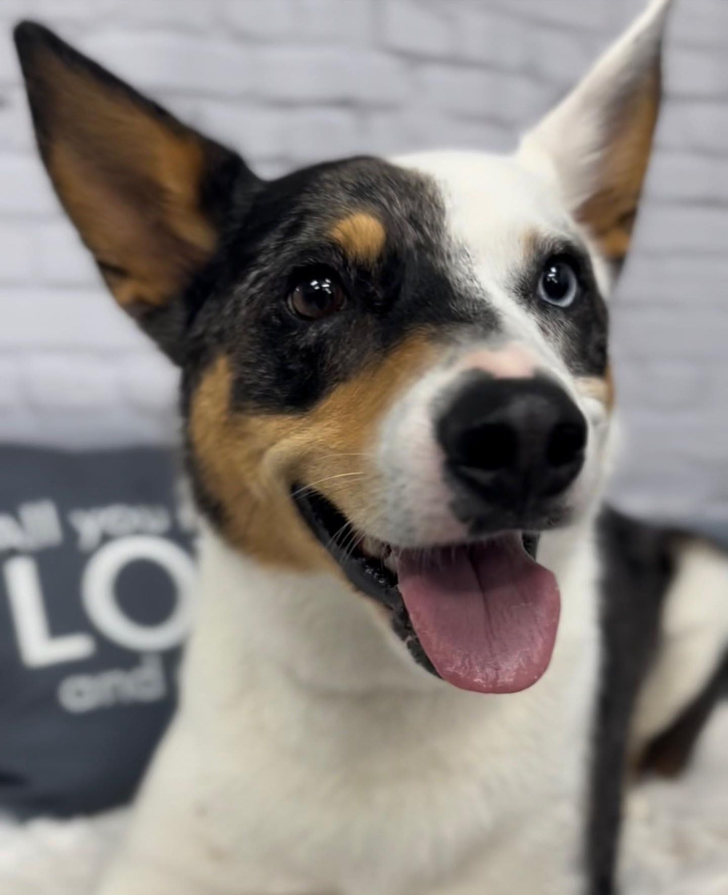 Pet Groomer Happy Paws Grooming Salon Morrison, CO