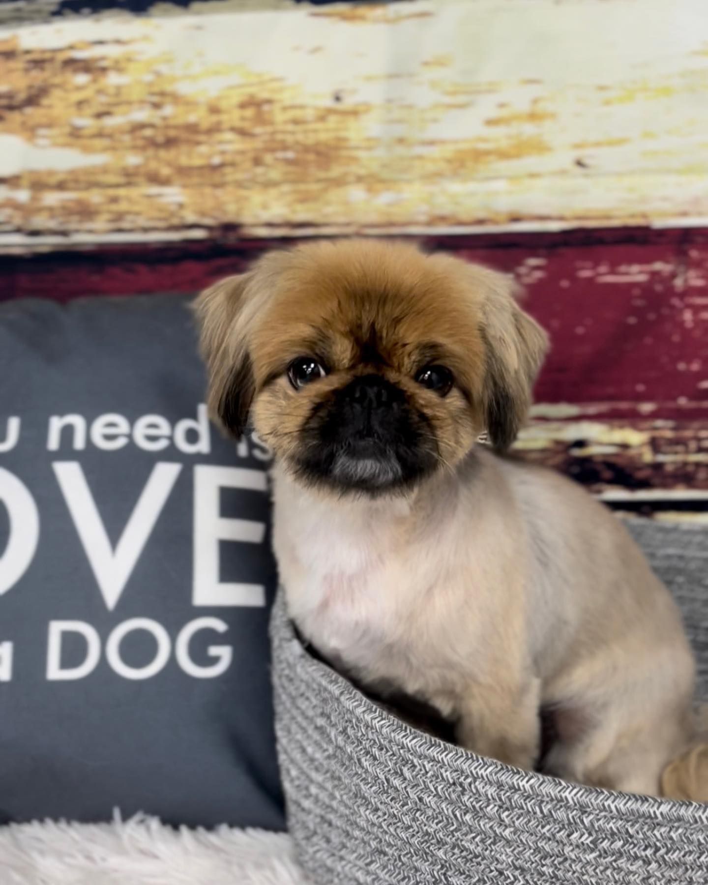 Grooming Gallery Happy Paws Grooming Salon