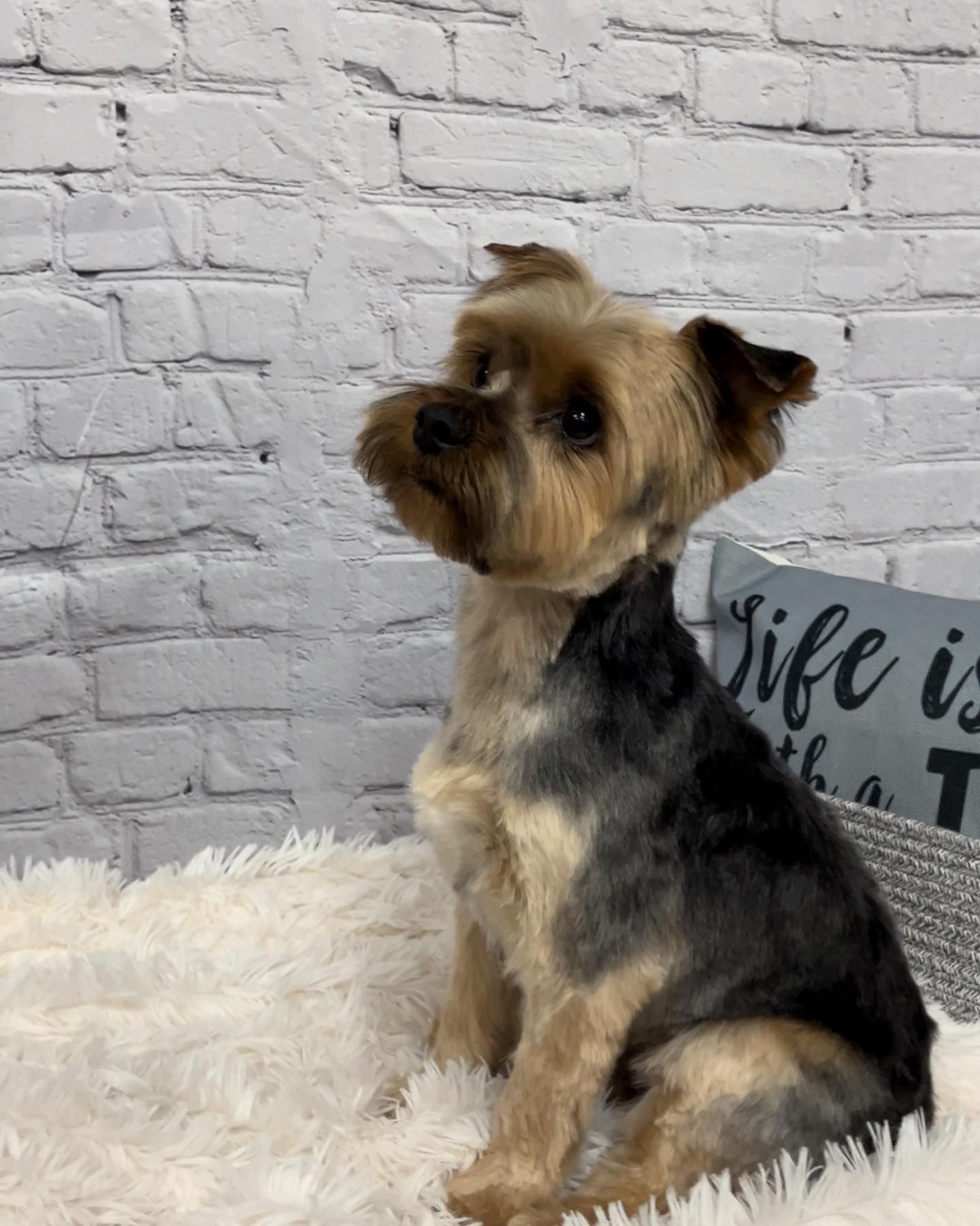 Grooming Gallery Happy Paws Grooming Salon