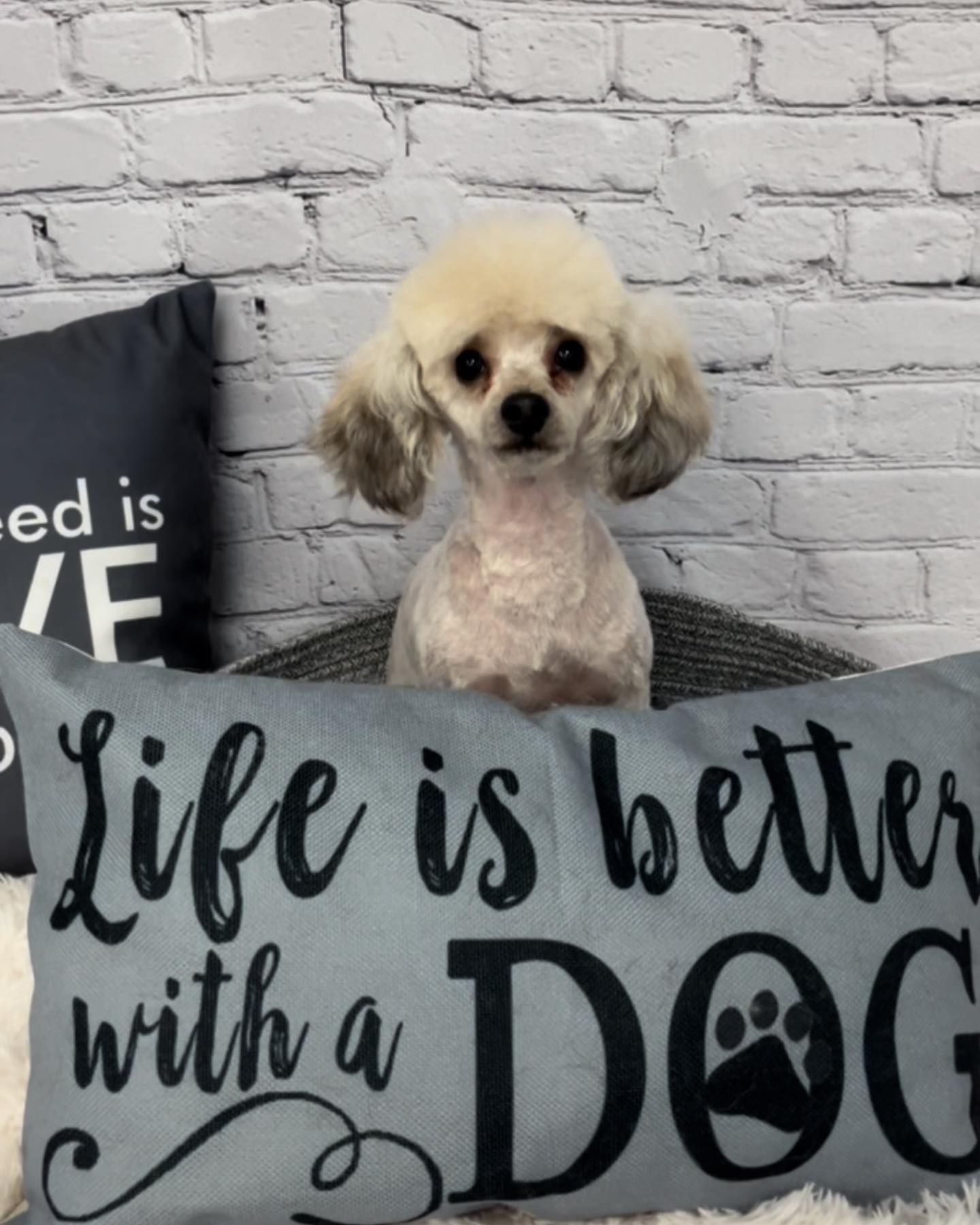 Grooming Gallery Happy Paws Grooming Salon