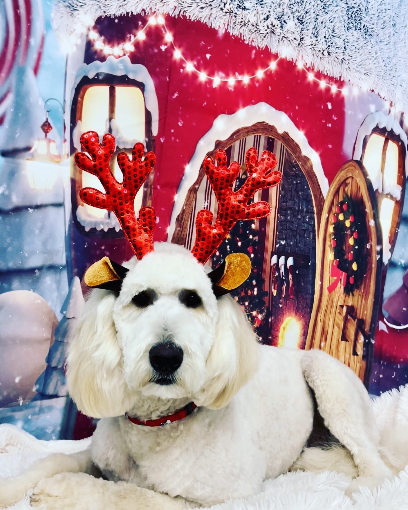 Grooming Gallery Happy Paws Grooming Salon