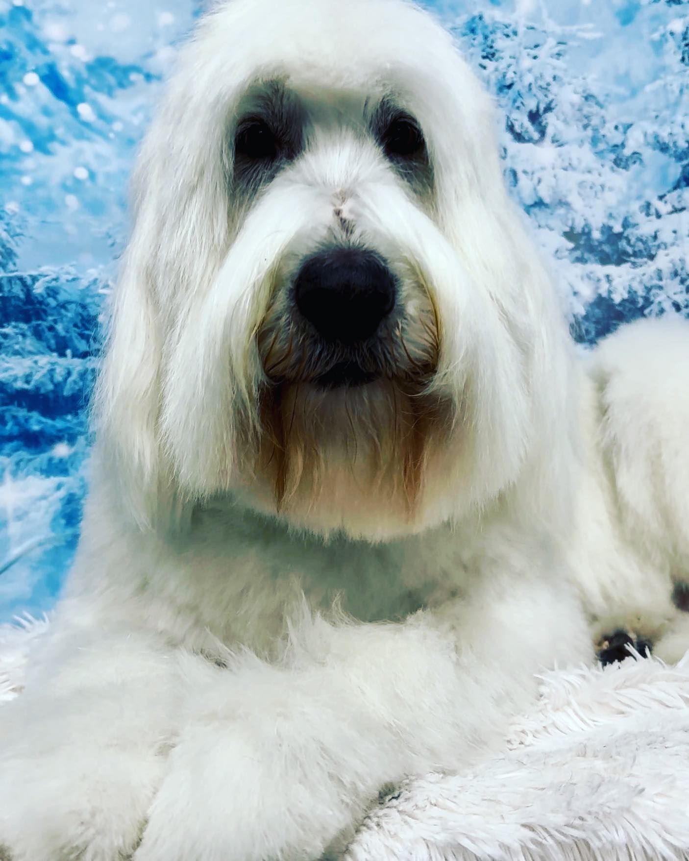 Grooming Gallery Happy Paws Grooming Salon