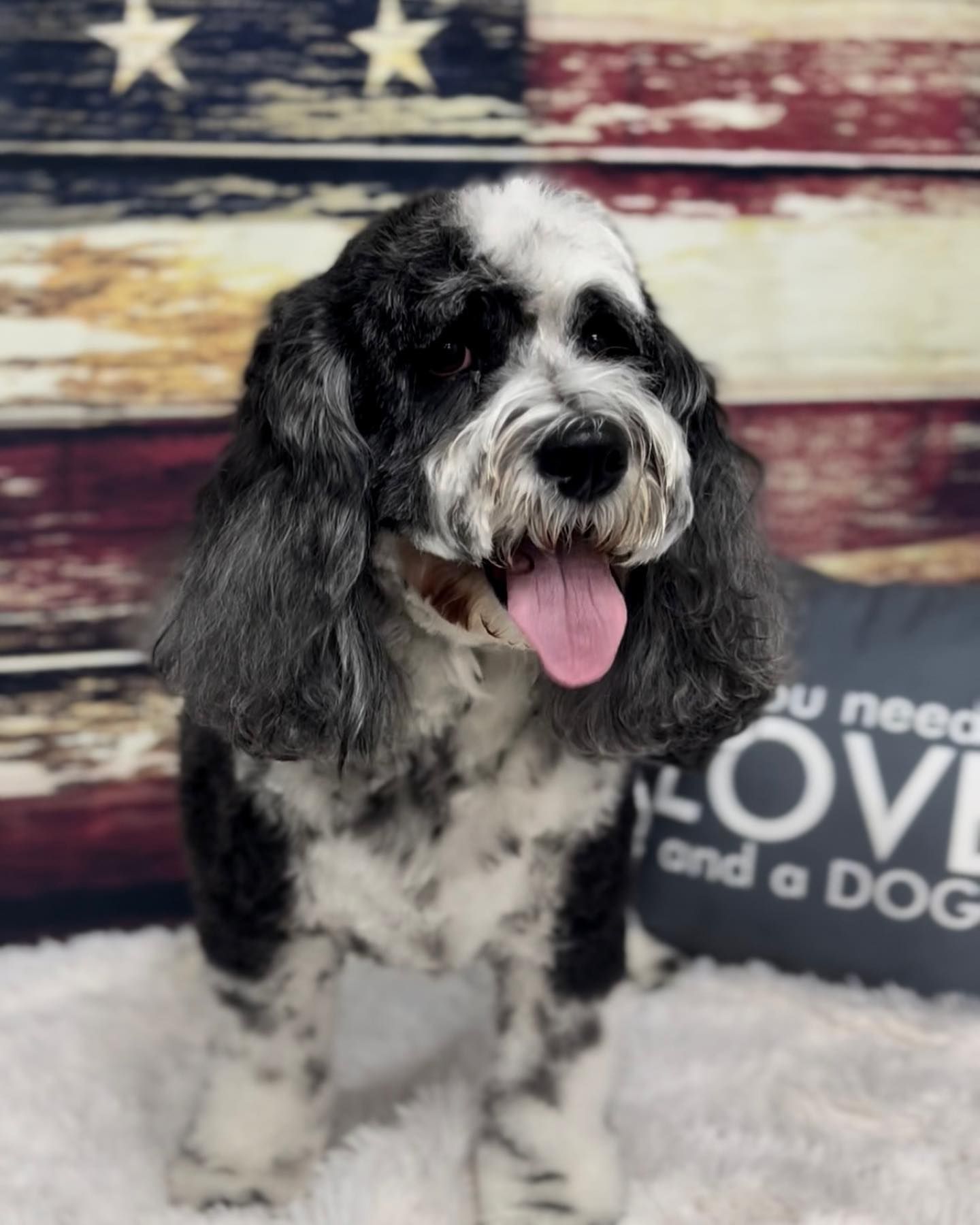 Pet Groomer Happy Paws Grooming Salon Morrison, CO