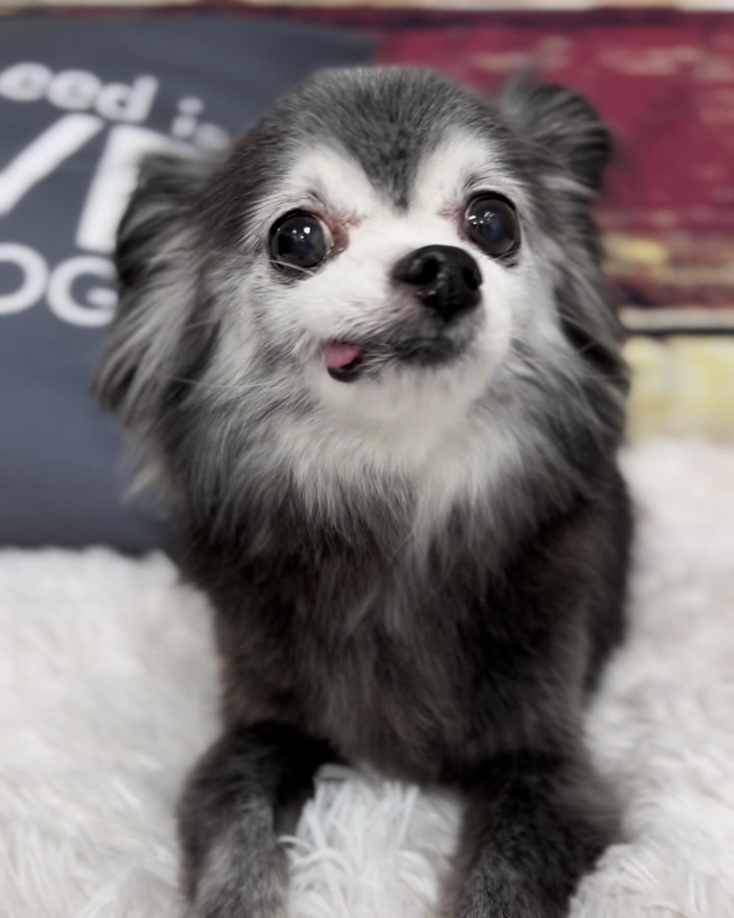 Pet Groomer Happy Paws Grooming Salon Morrison, CO