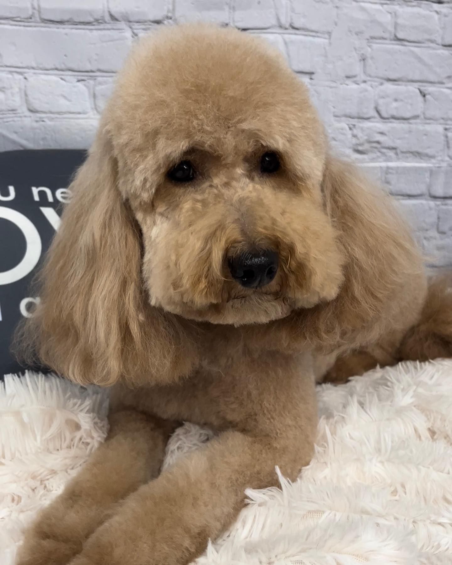 Grooming Gallery Happy Paws Grooming Salon