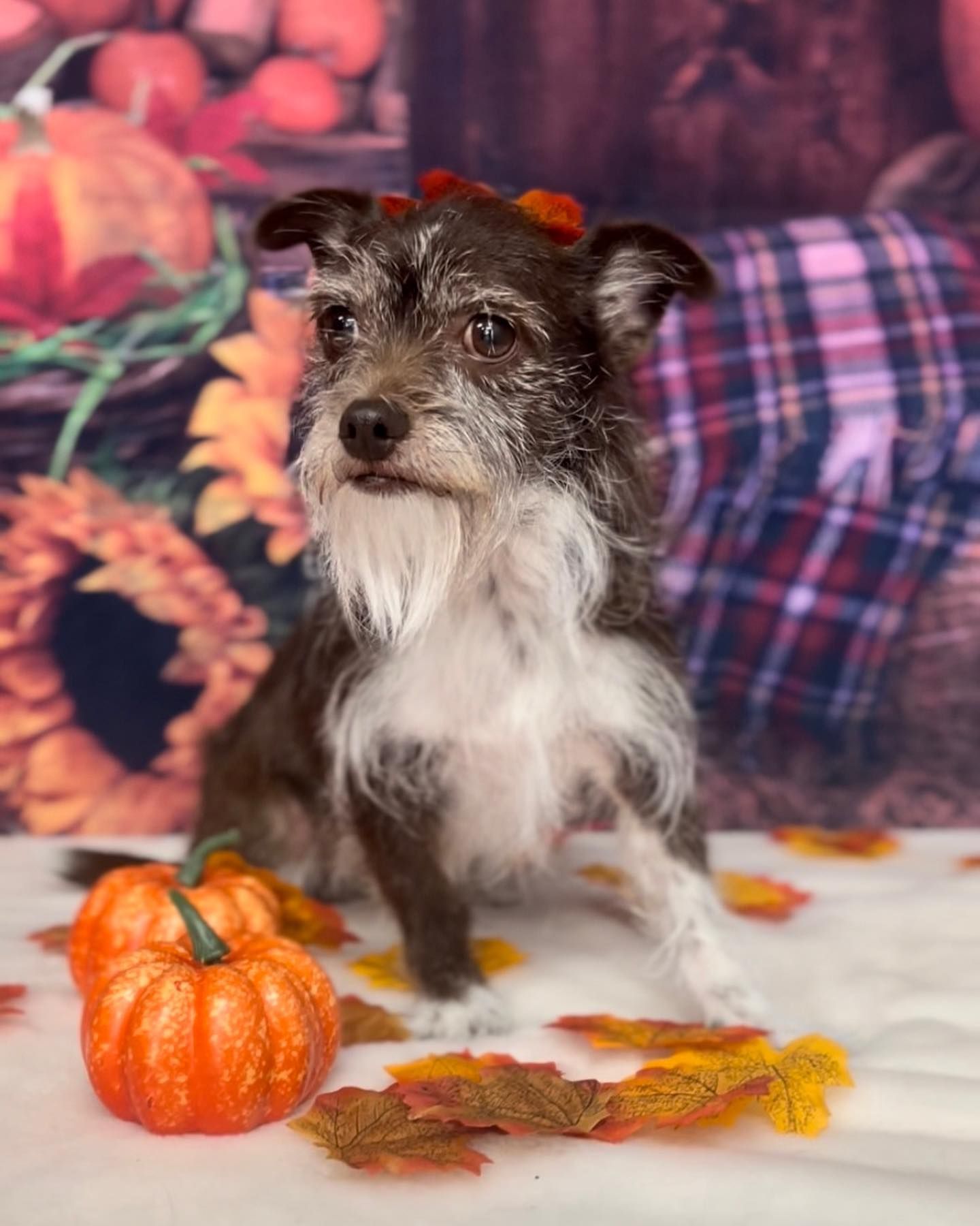 Grooming Gallery Happy Paws Grooming Salon