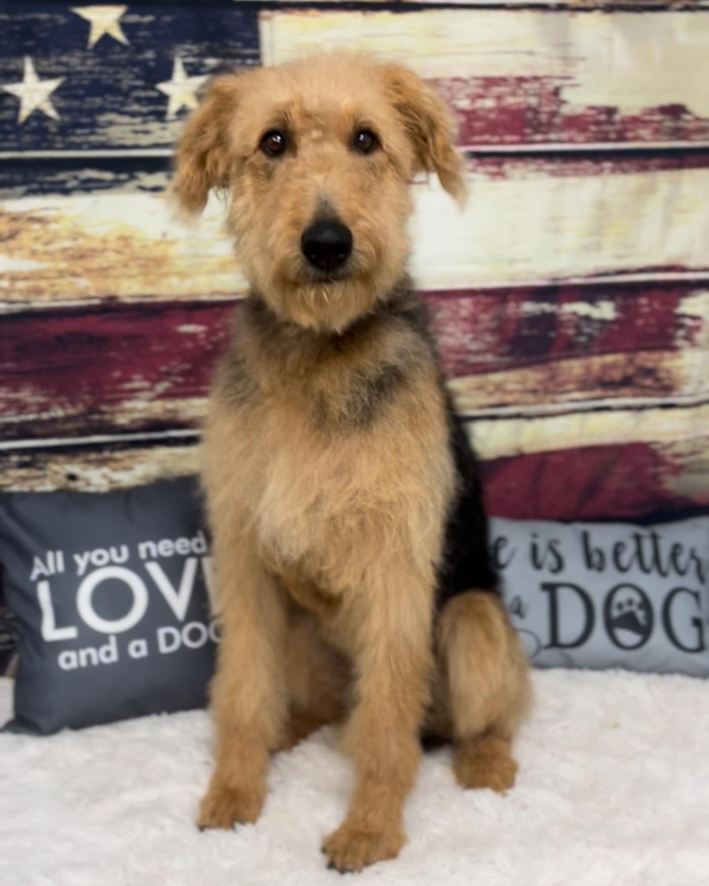 Grooming Gallery Happy Paws Grooming Salon