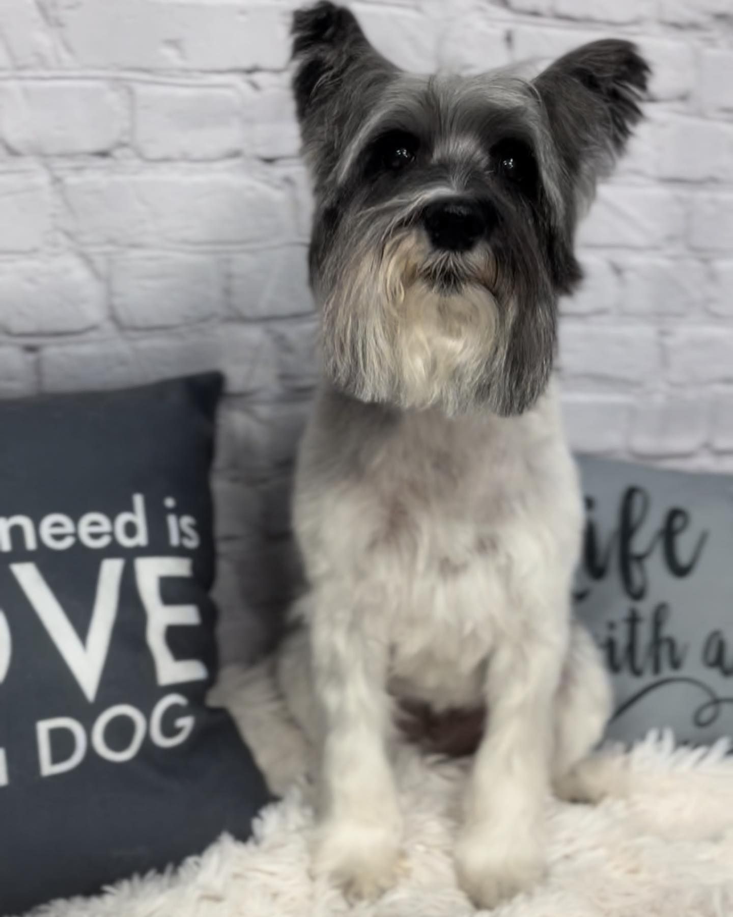 Grooming Gallery Happy Paws Grooming Salon