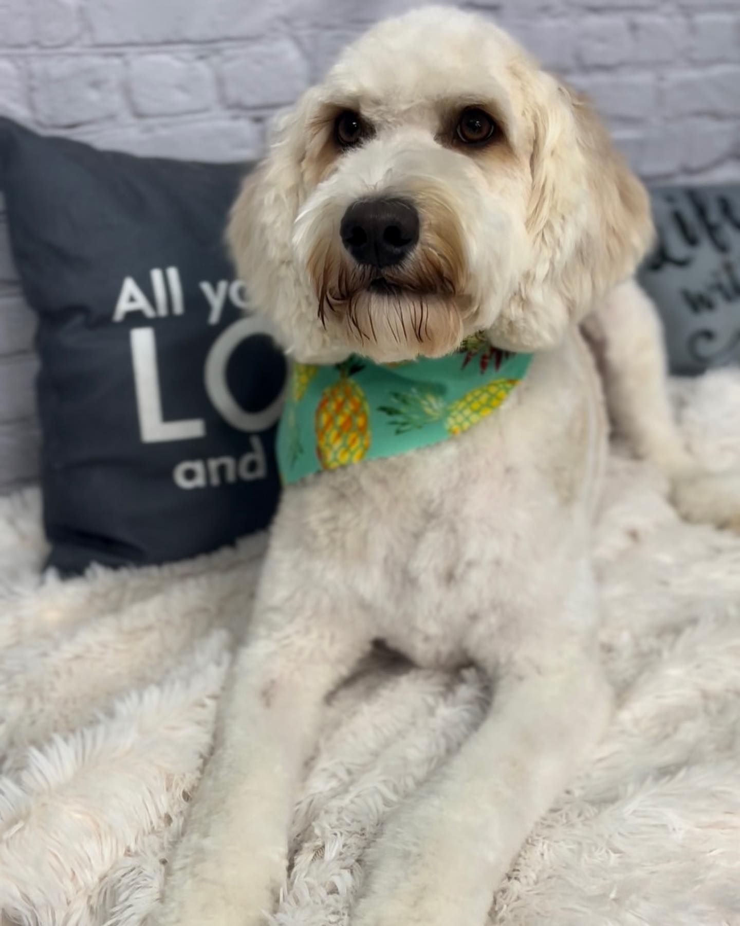 Grooming Gallery Happy Paws Grooming Salon