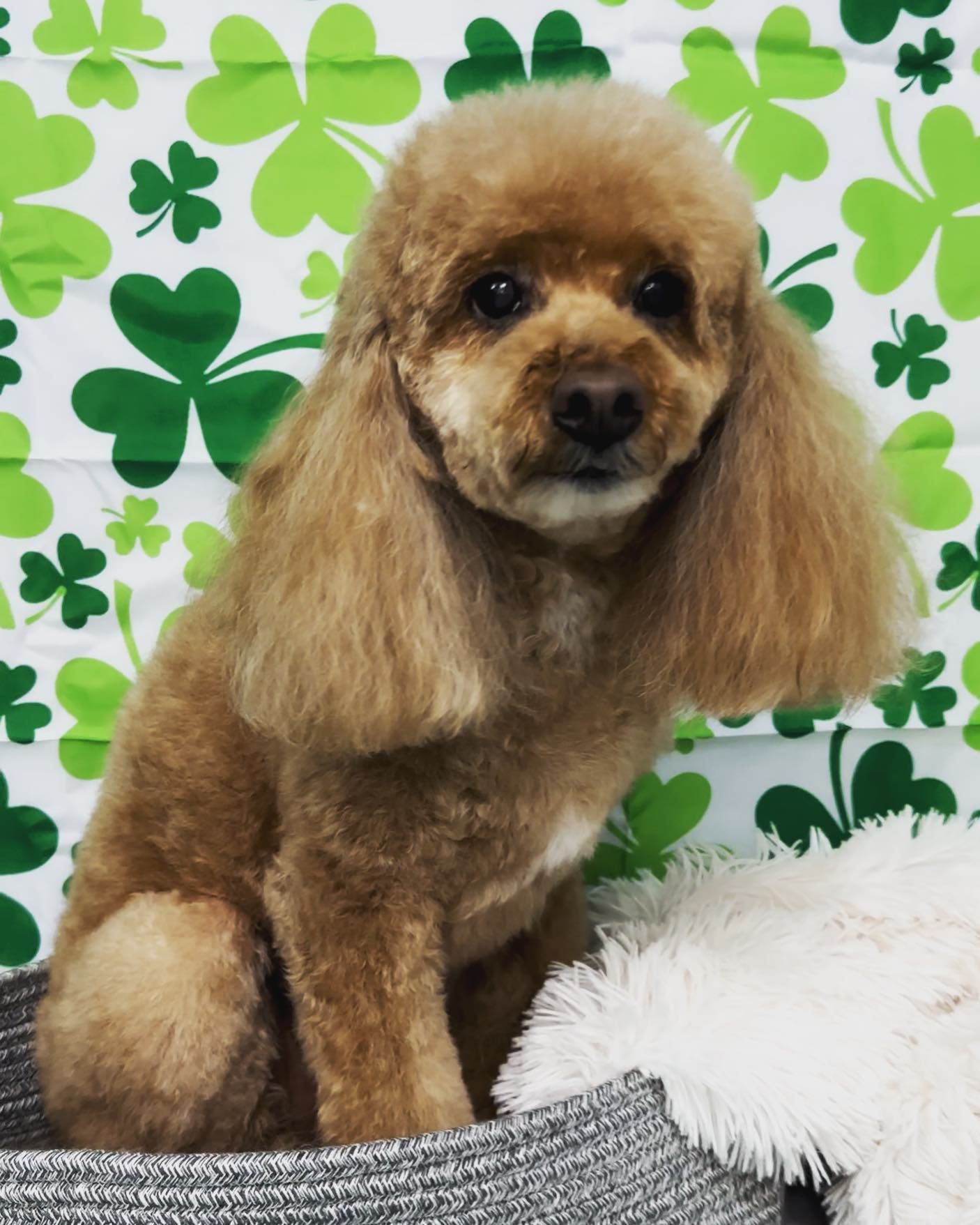 Grooming Gallery Happy Paws Grooming Salon