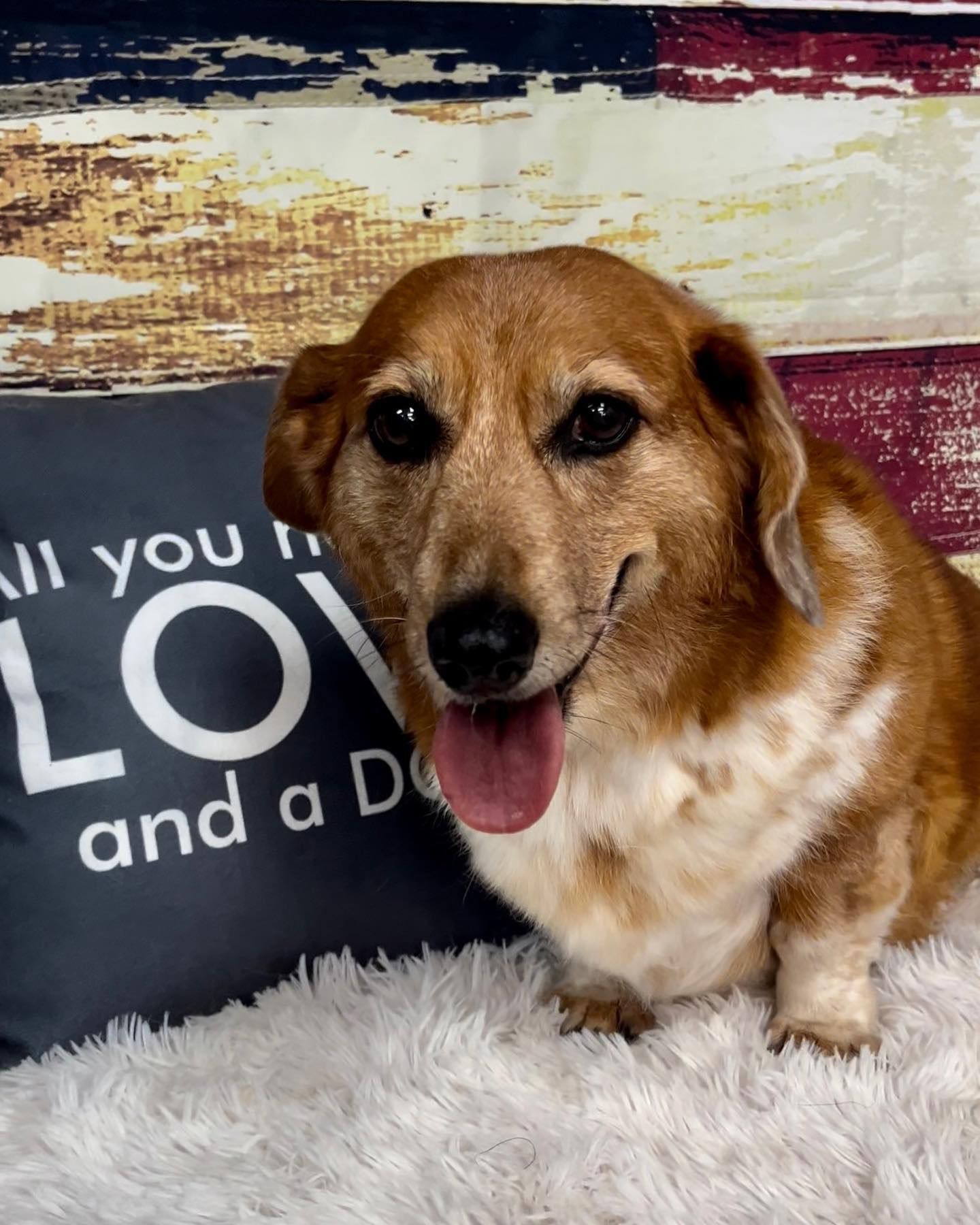 Grooming Gallery Happy Paws Grooming Salon