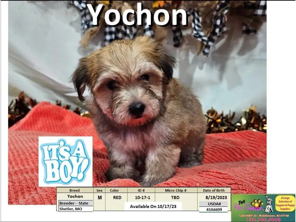 The Pet Shoppe Puppies For Sale Middletown, NJ