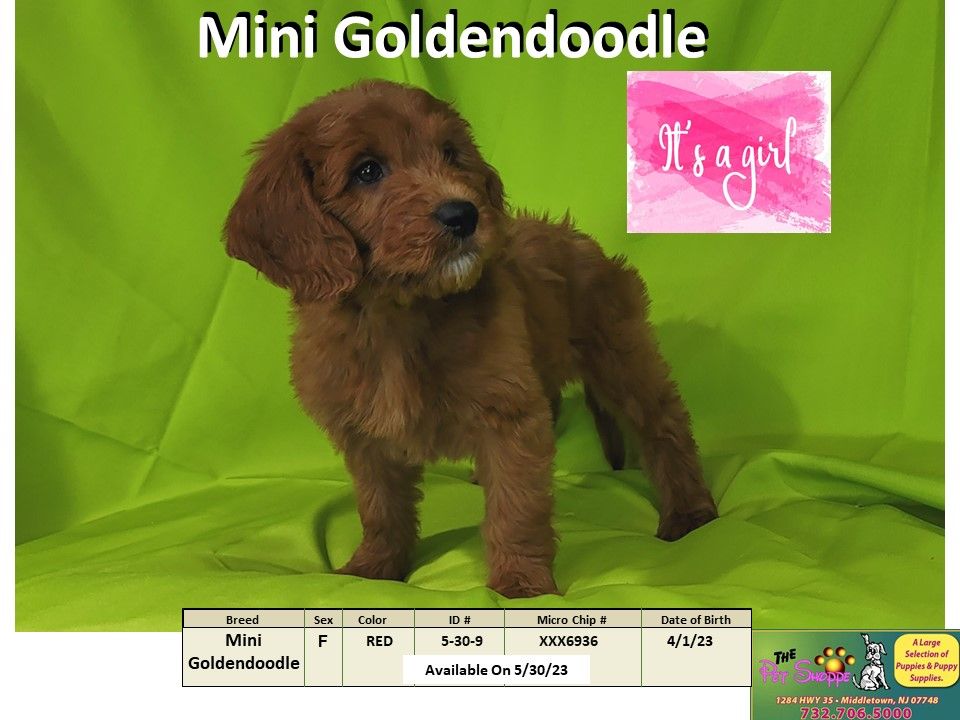 The Pet Shoppe Puppies For Sale Middletown, NJ