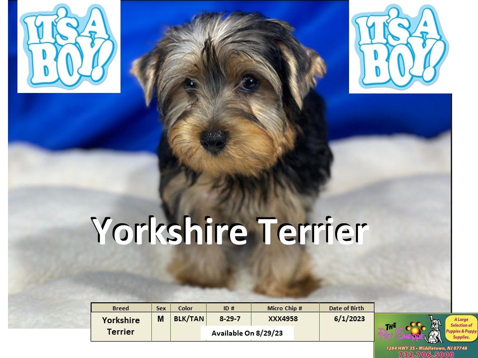 The Pet Shoppe Puppies For Sale Middletown, NJ