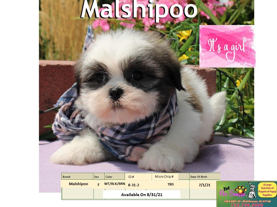 The Pet Shoppe Pet Store Middletown, NJ