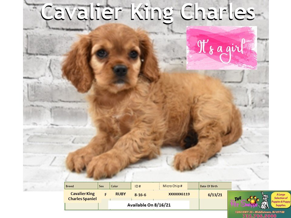 The Pet Shoppe Pet Store Middletown, NJ