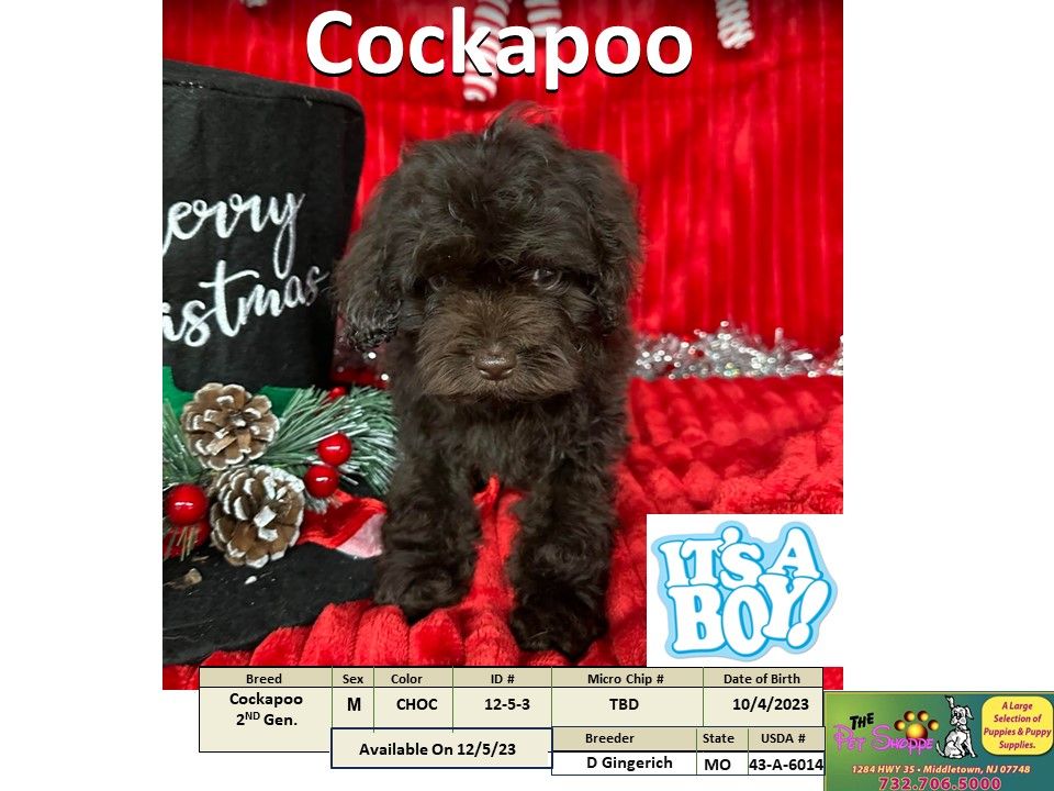 The Pet Shoppe Puppies For Sale Middletown, NJ