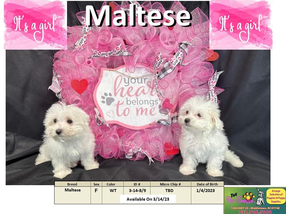 The Pet Shoppe Puppies For Sale Middletown, NJ