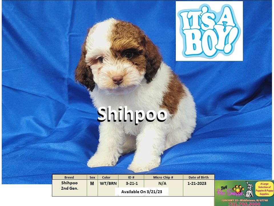 The Pet Shoppe Puppies For Sale Middletown, NJ