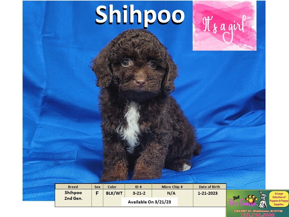 The Pet Shoppe Puppies For Sale Middletown, NJ