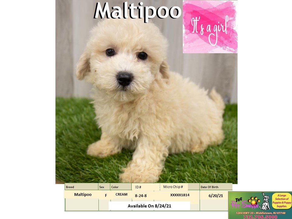 The Pet Shoppe Pet Store Middletown, NJ