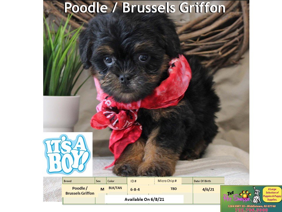 The Pet Shoppe Pet Store Middletown, NJ