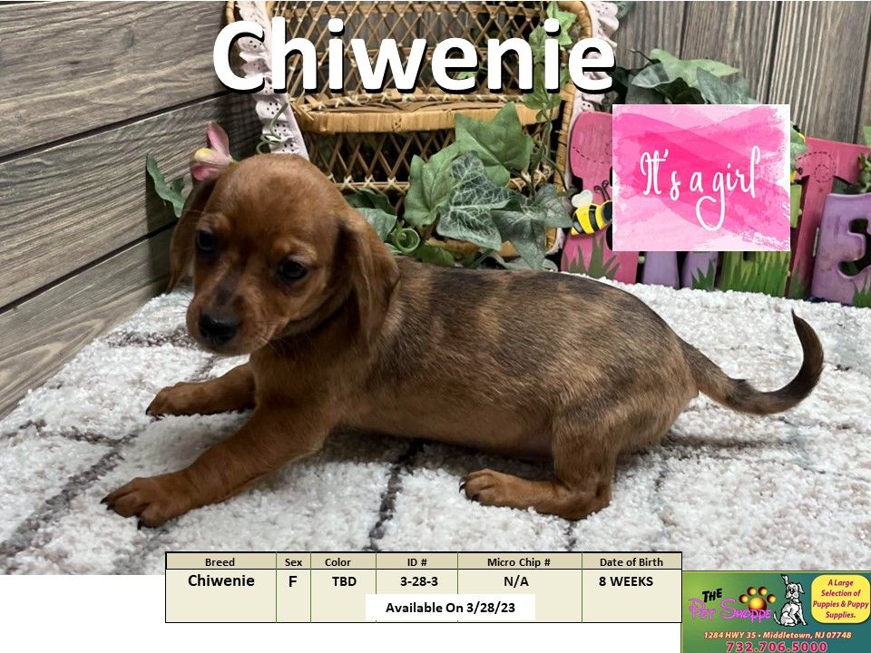 The Pet Shoppe Puppies For Sale Middletown, NJ