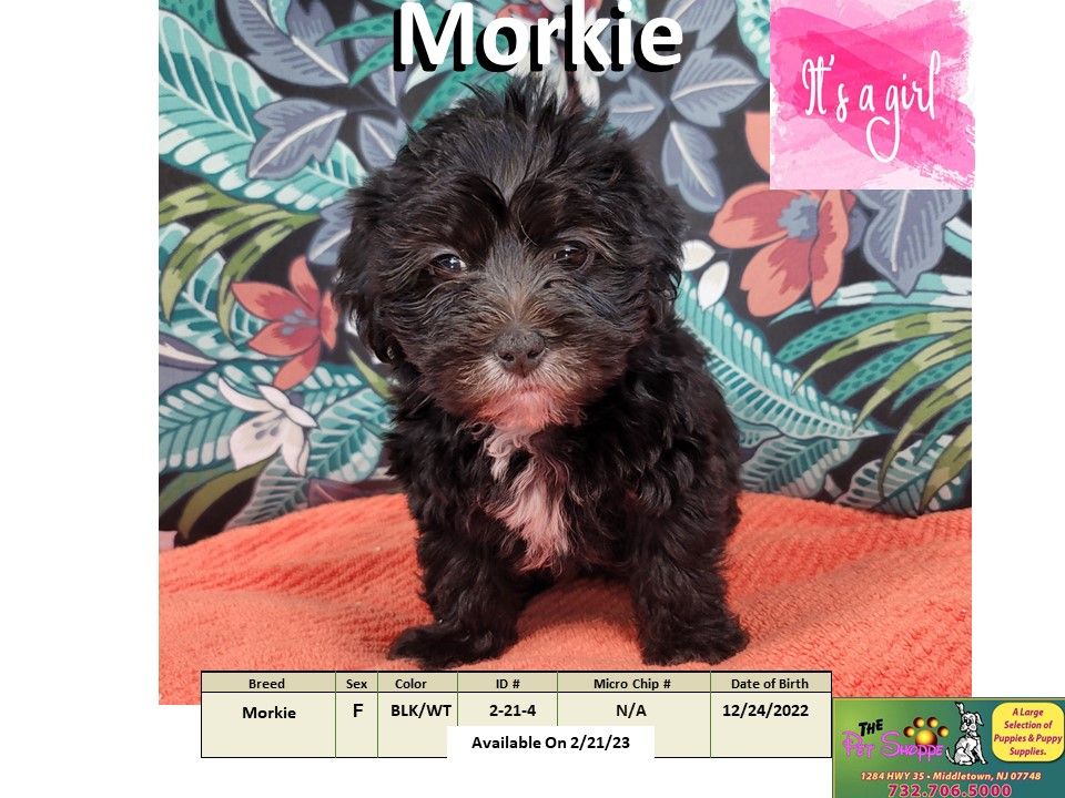 The Pet Shoppe Puppies For Sale Middletown, NJ