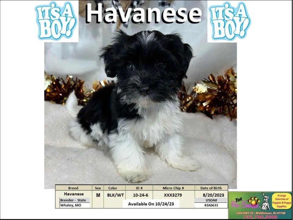 The Pet Shoppe Puppies For Sale Middletown, NJ