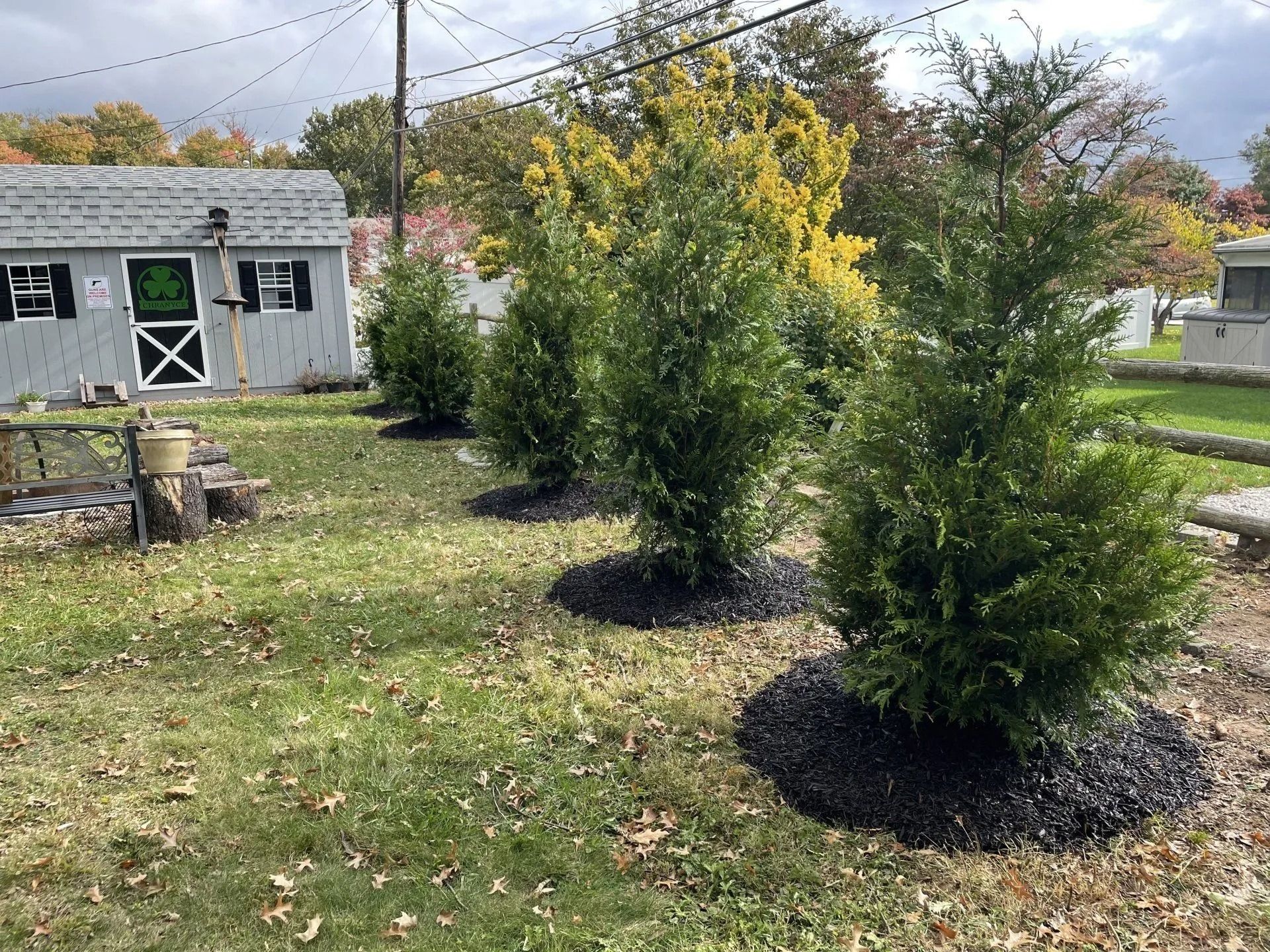 Four evergreen trees with dark mulch beds in a grassy yard, near a small shed.