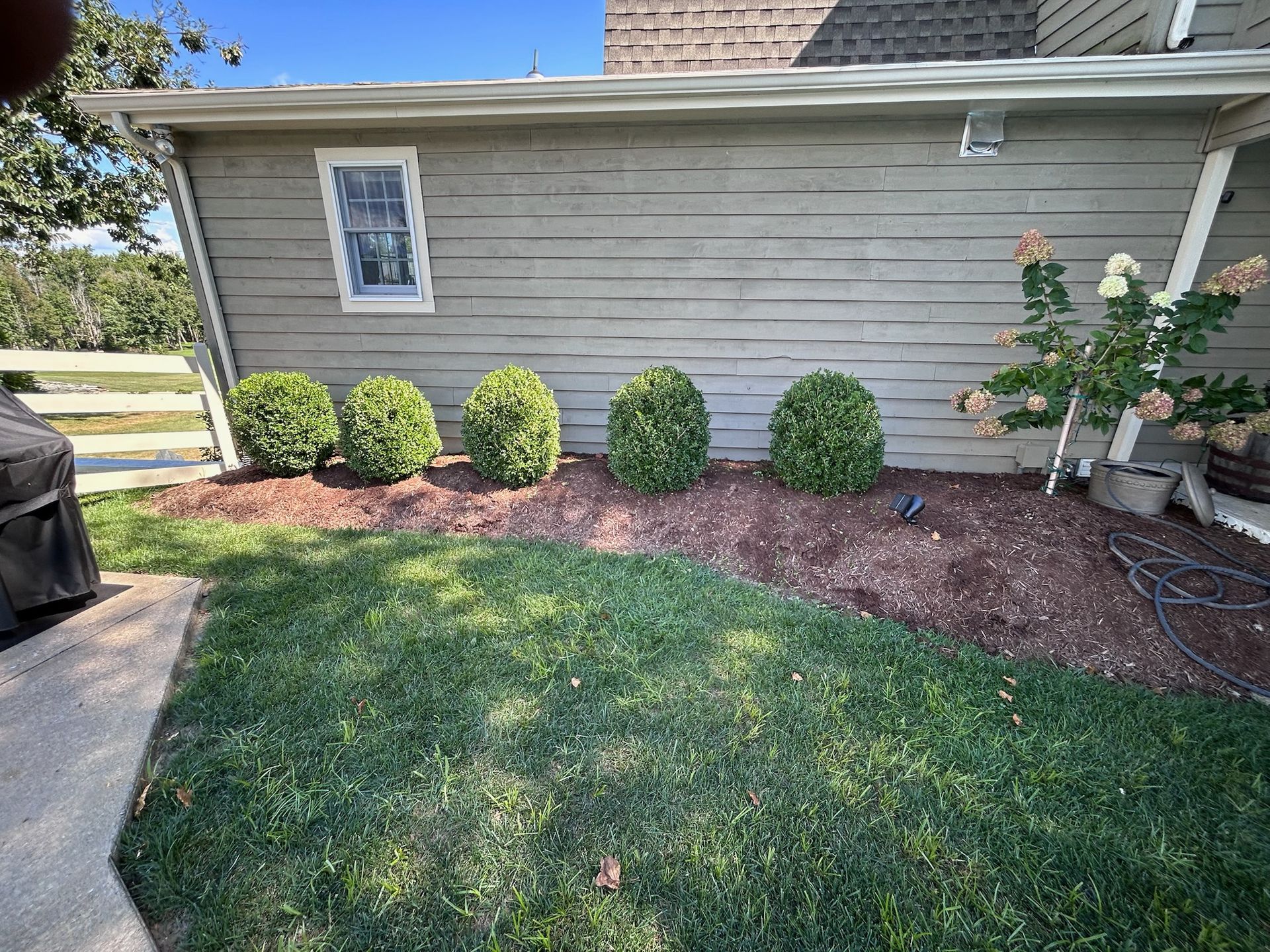 A garden bed with five round green shrubs and a small flowering tree against the gray siding of a house.