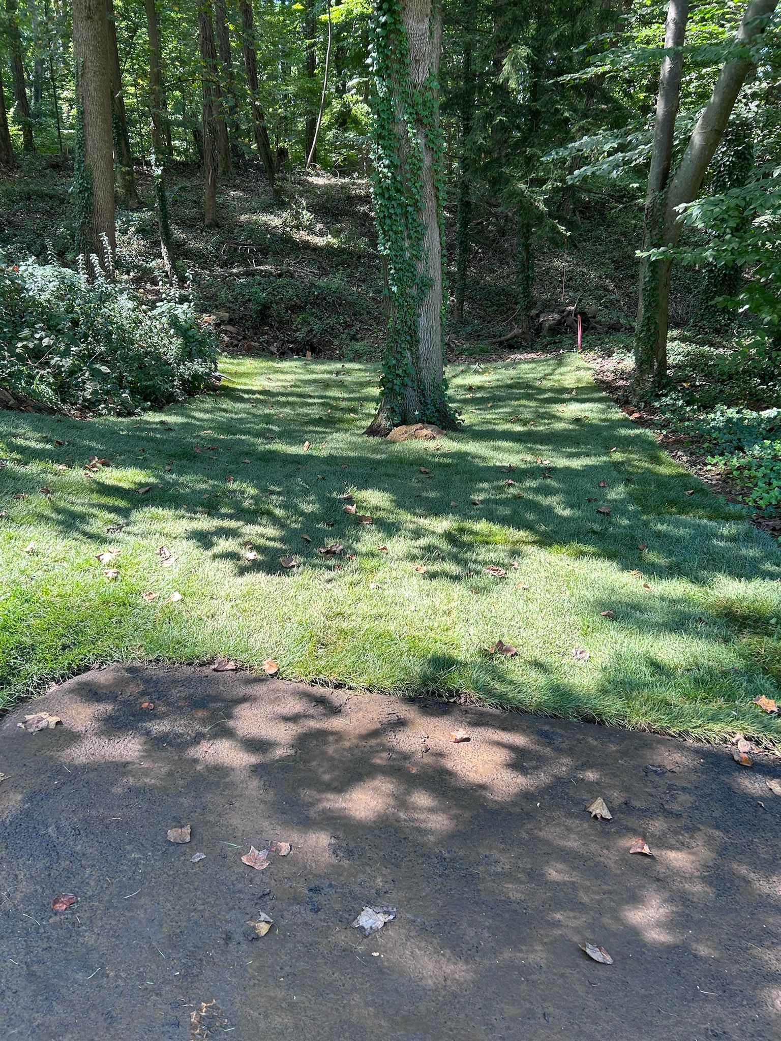 A patch of green grass transitions into a dark, paved surface in front of a wooded area with trees and dappled sunlight.