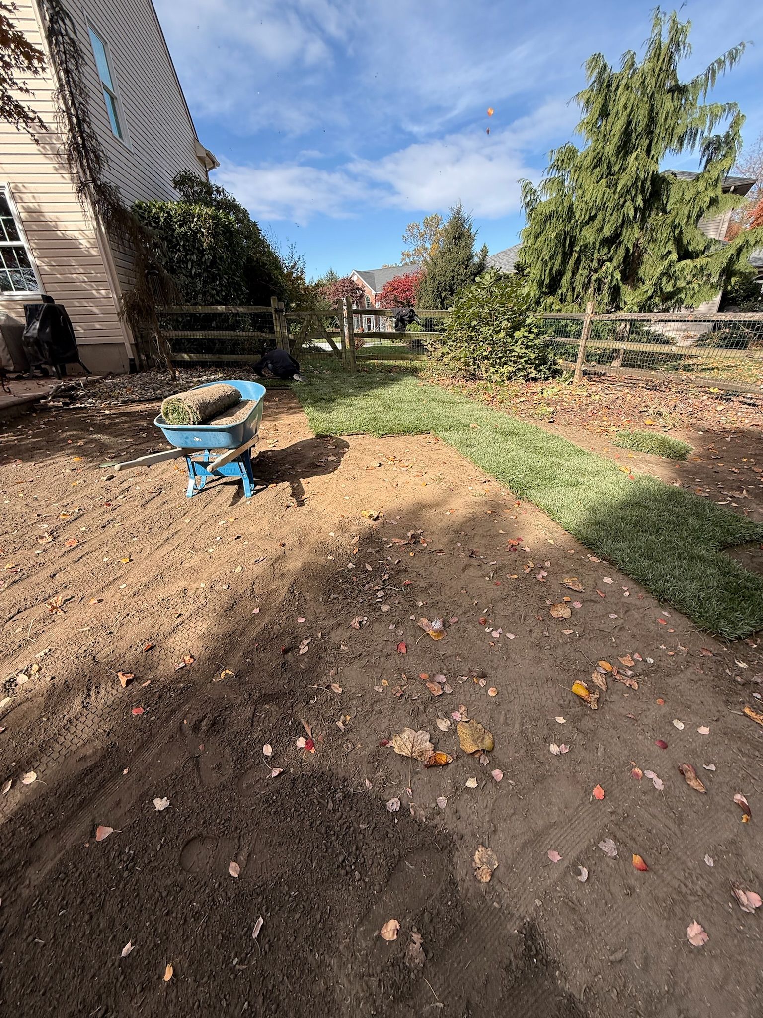 A yard with patches of bare soil and newly laid sod, featuring a blue wheelbarrow near the side of a house.