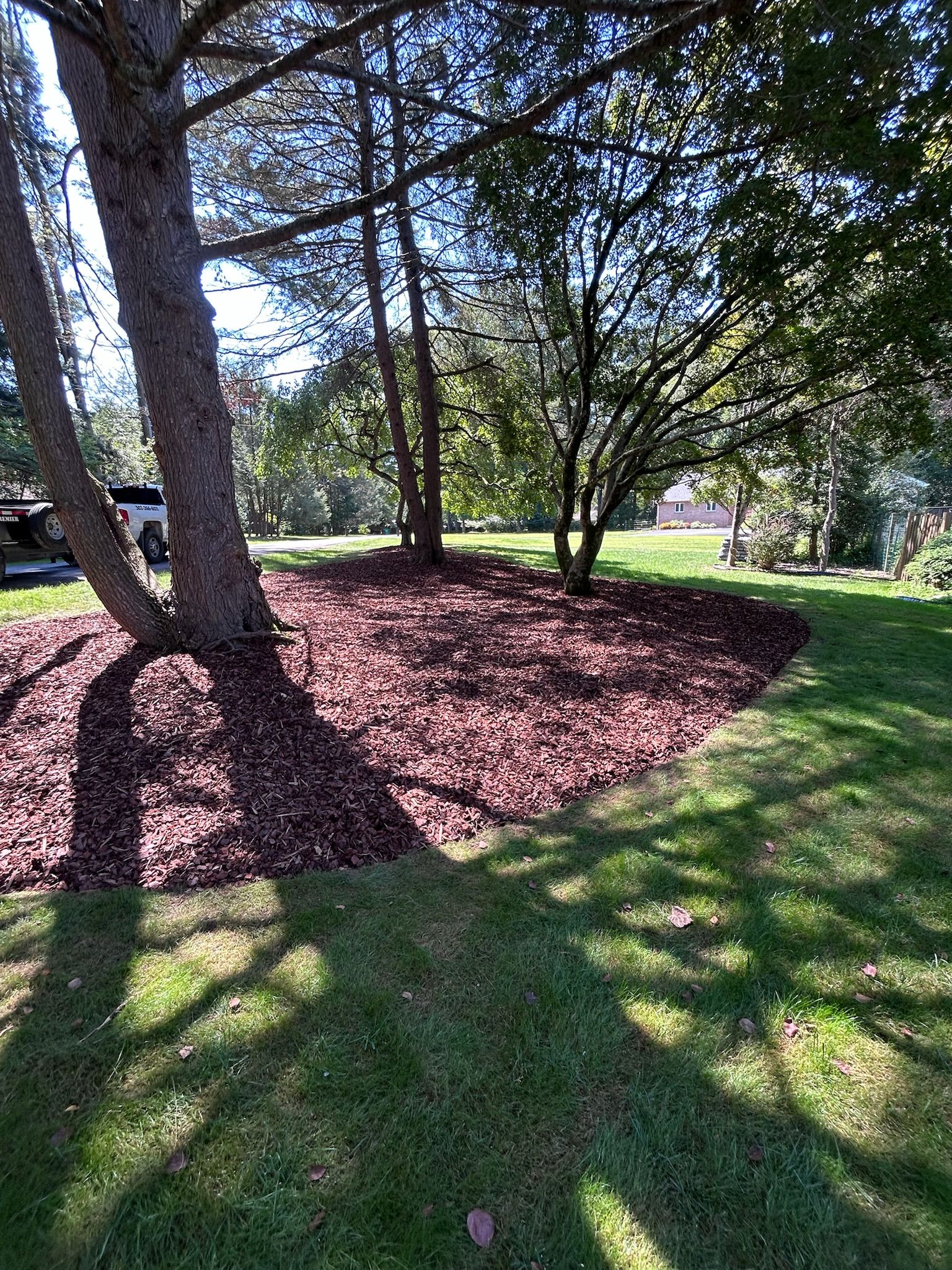 A landscaped garden bed filled with dark wood mulch surrounds the base of several trees in a grassy lawn.