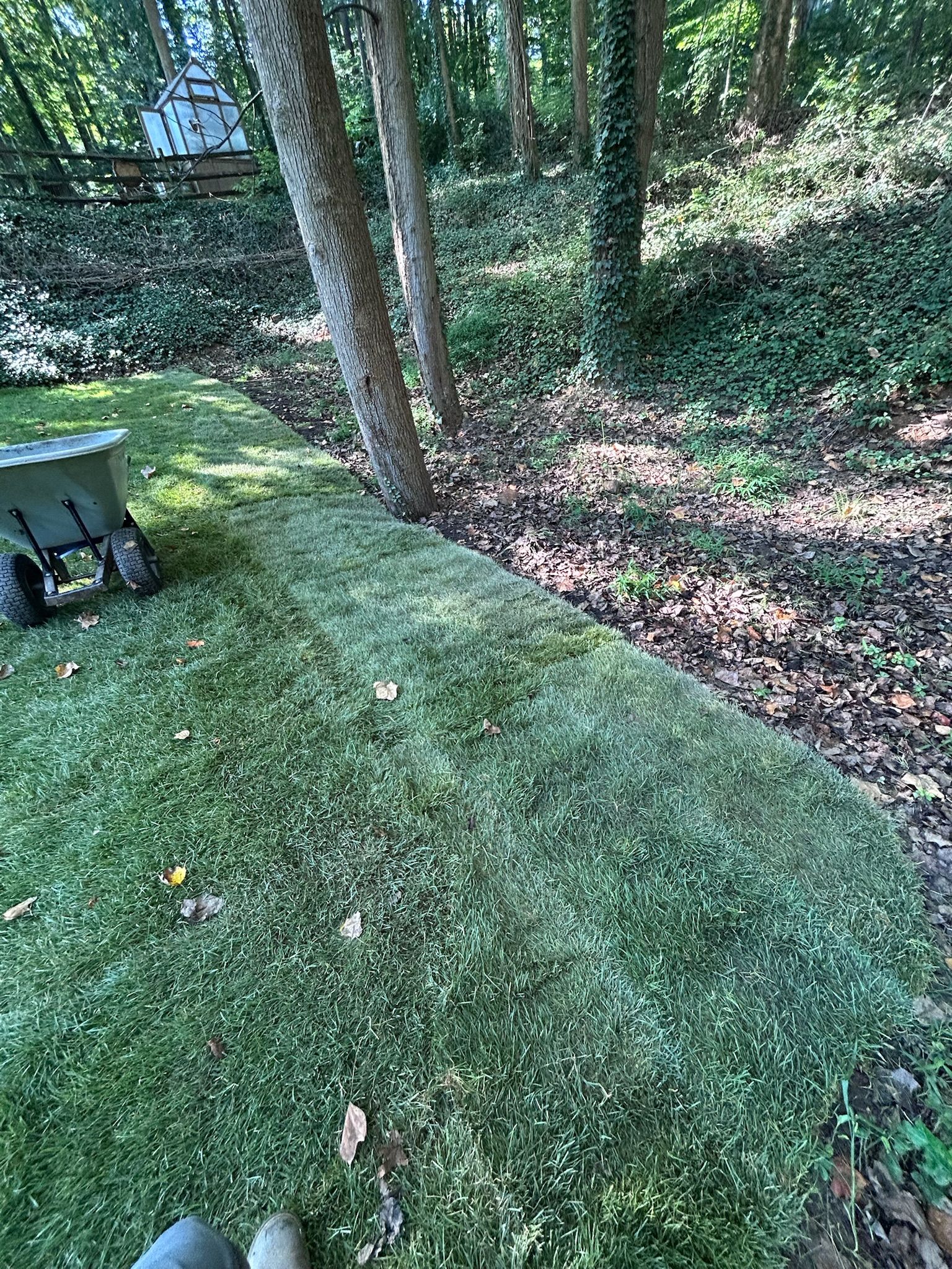 A newly laid patch of green sod borders a wooded area with a wheelbarrow parked on the grass.