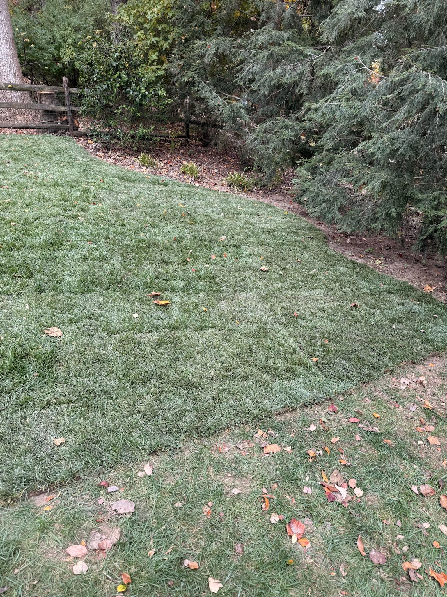 A newly laid section of green grass sod bordered by a wooden fence and leafy bushes in a backyard.