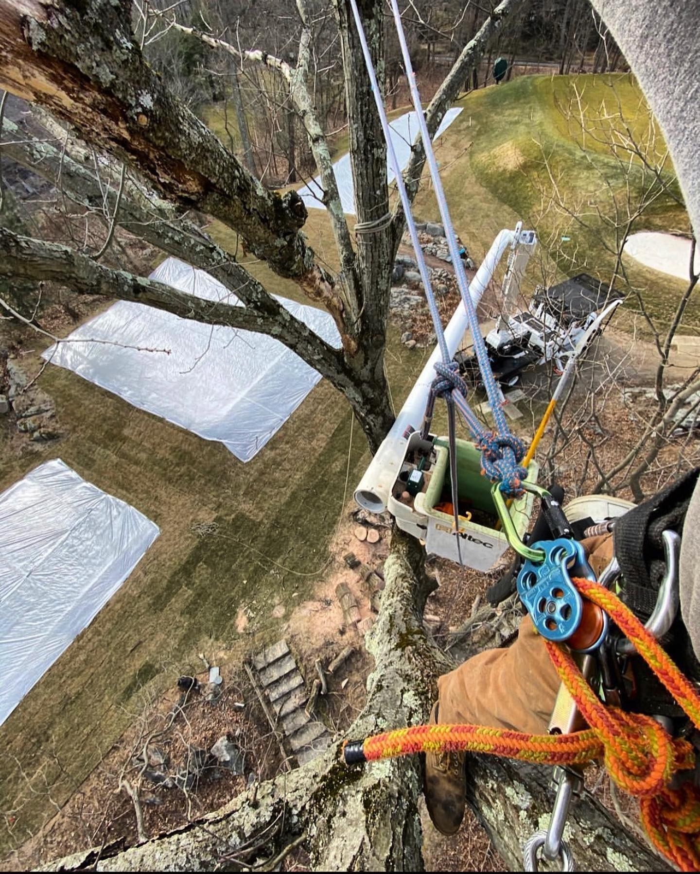 A high-angle view from a tree climber's perspective, showing climbing gear attached to branches above a grassy yard.
