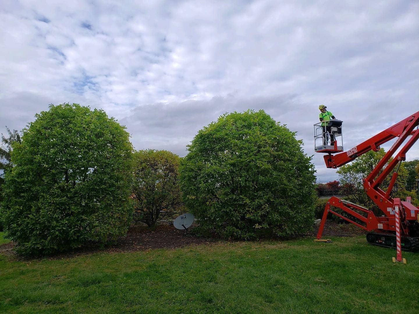 A worker in a lift prunes a large, rounded shrub in a grassy field under a cloudy sky.
