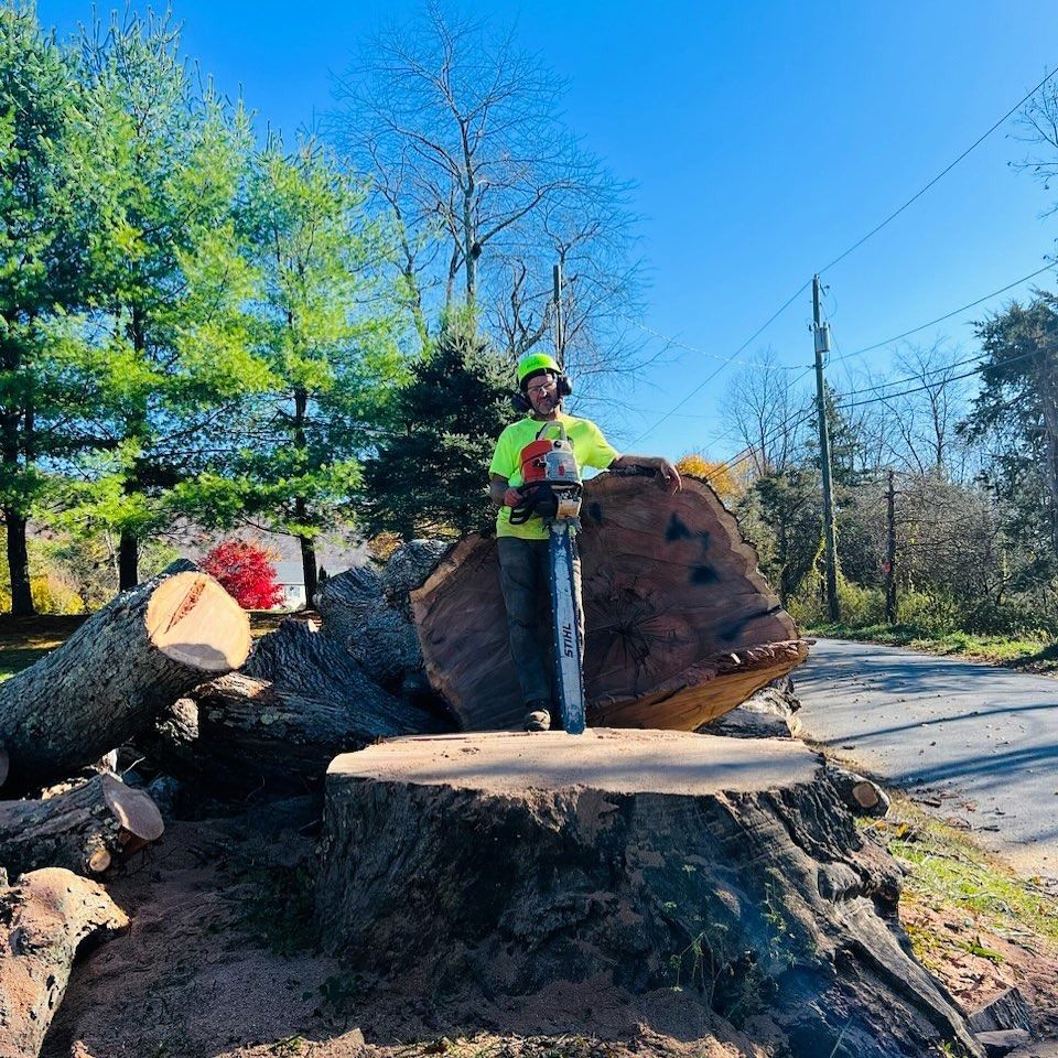 An arborist in high-visibility gear stands on a large tree stump, holding a chainsaw next to a cut log in a sunny area.