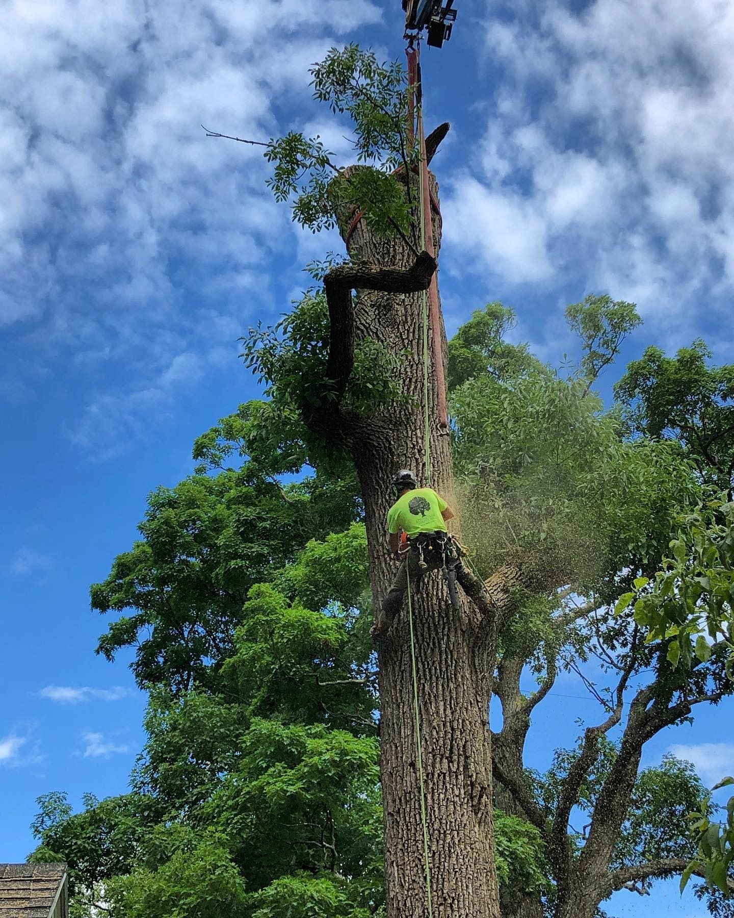 An arborist in a bright green shirt climbs and trims a large tree against a blue, cloudy sky.