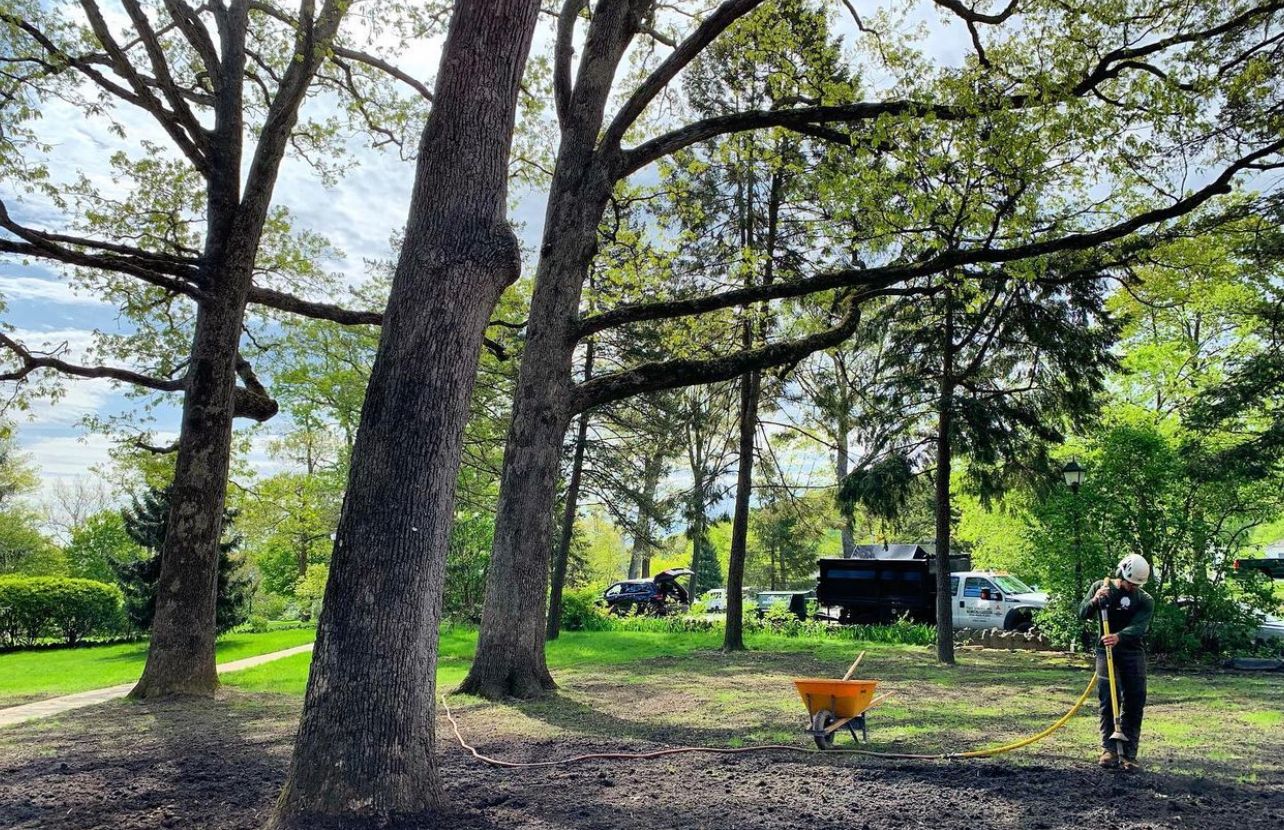 A worker in protective gear uses a tool to clear a mulch-covered area beneath large trees in a park-like setting.