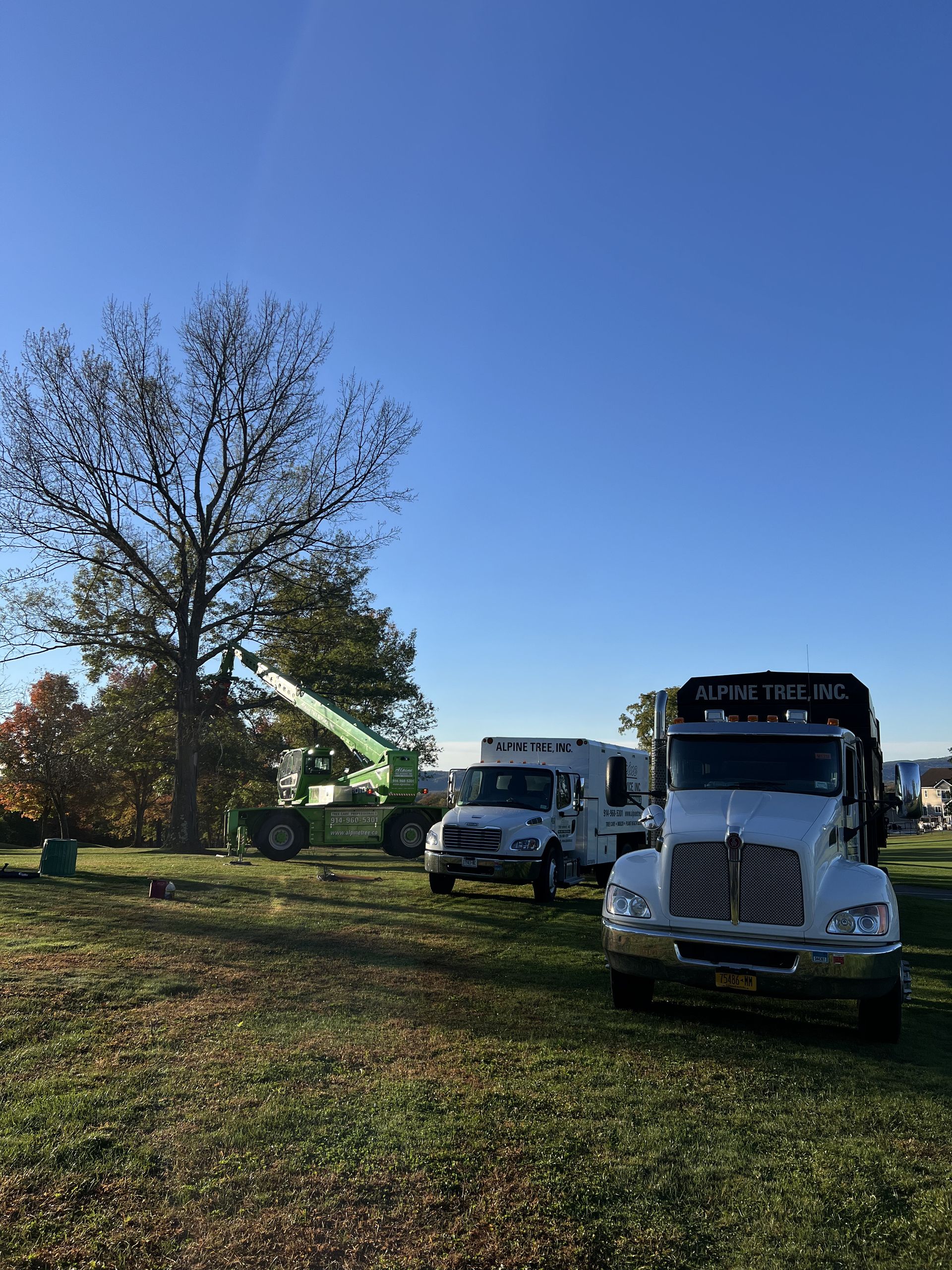 A crane truck and utility vehicles parked in a grassy field beneath a clear blue sky, working near a large tree.