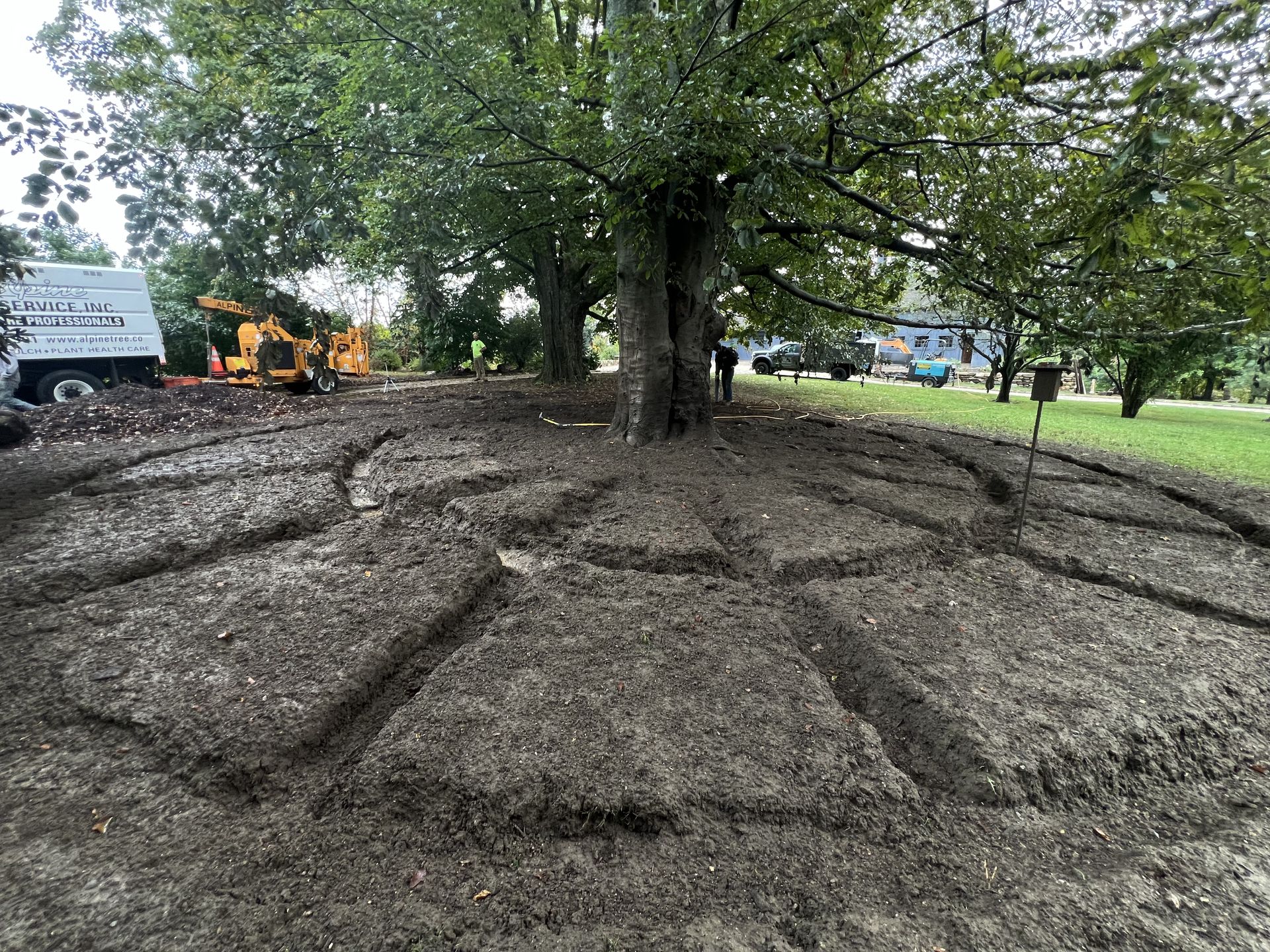 A large tree surrounded by mulch with trenches dug in a radial, wheel-like pattern, with a utility truck in the background.
